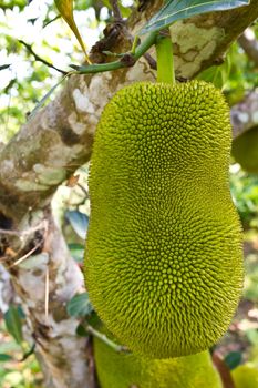 young jackfruit on tree in Nakhonnayok, Thailand.