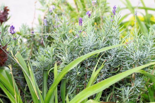 beautiful green decorative leaves and flowers