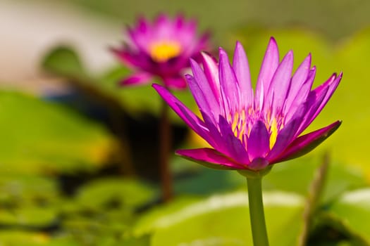 beautiful pink lotus with background of green leaf