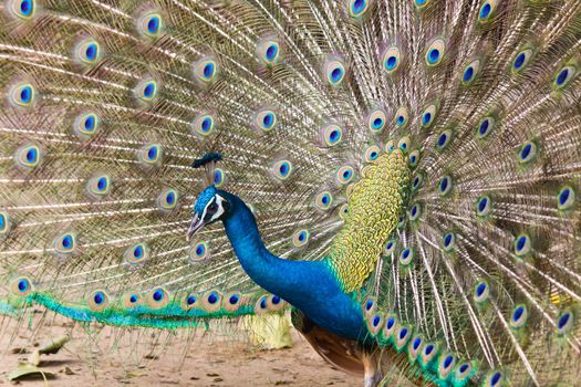 Thai Peacock spread the tail feathers out.