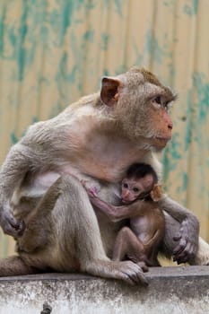 monkey and its baby sitting on the wall in Lopburi of Thailand