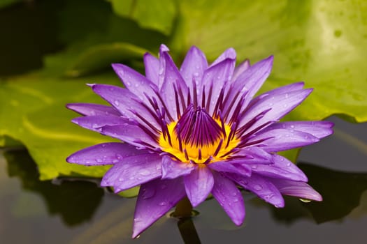 Beautiful blooming violet water lily in Thailand