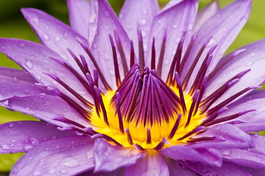 Close up of violet water lily in Thailand