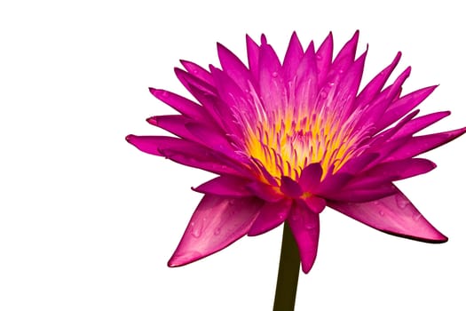 Pink lotus, Water lily isolated on white background