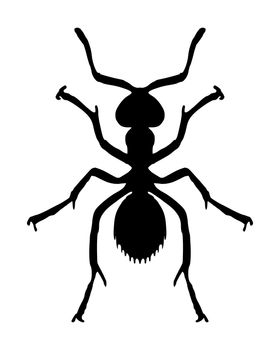 Ant