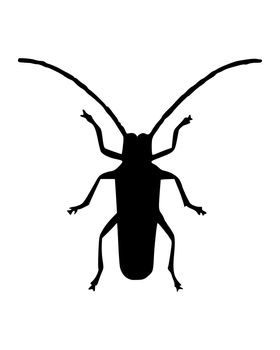 Long horn beetle