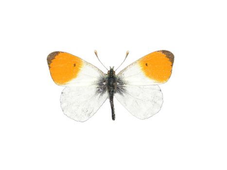 Orange tip (Anthocharis cardamines)