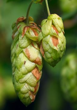Two cones of ripe hops, macro.