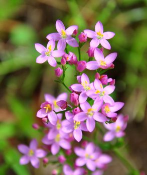 Centaury (Centaurium erythraea)