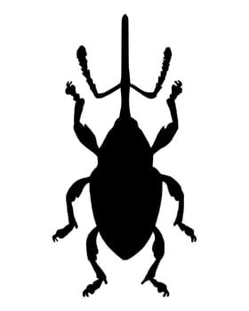 Weevil (Curculio nucum)