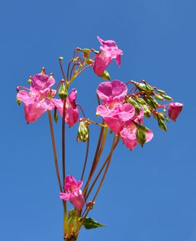 Himalayan balsam (Impatiens glandulifera)