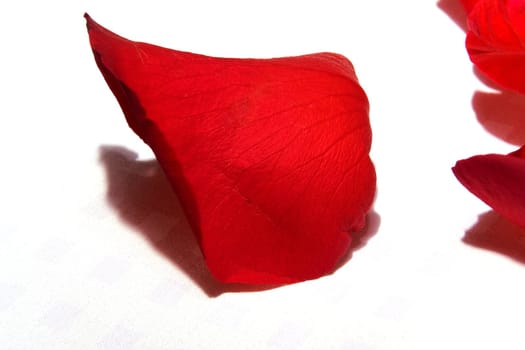 Petals of a red rose on a white background