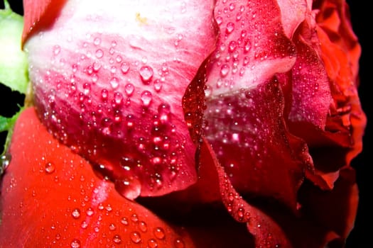 Red rose photographed closeup for use as a background at design