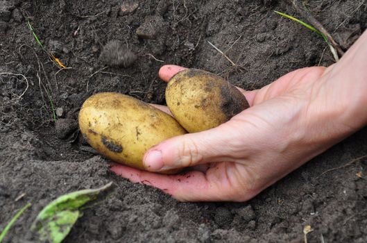 Harvesting potatoes