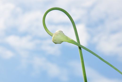 Flower of garlic