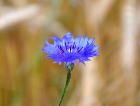 Cornflowers (Centaurea cyanus)