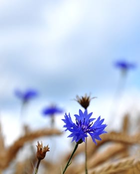 Cornflowers (Centaurea cyanus)