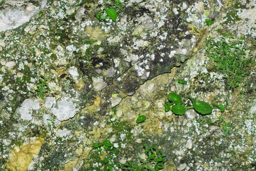 Rock moss-grown and plants. Natural background.