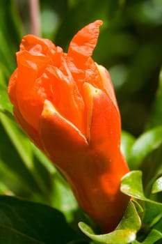 Pomegranate flower in green foliage on a natural background