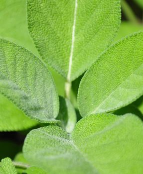 Sage leaves