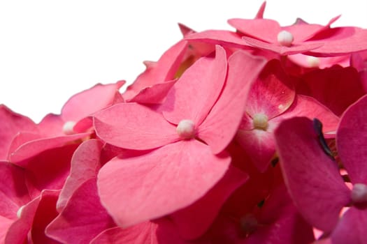 The flowers of a pink hydrangea (Hortensia ) photographed close up