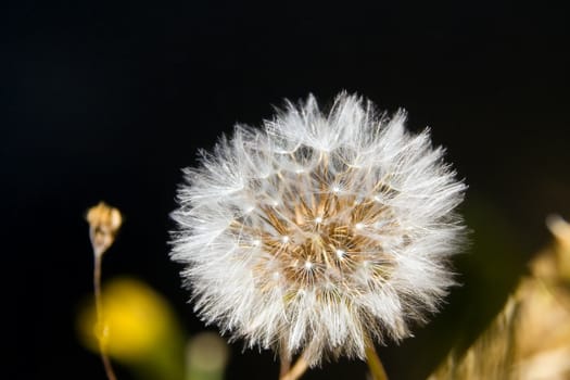 Flower of a dandelion on a dark natural background