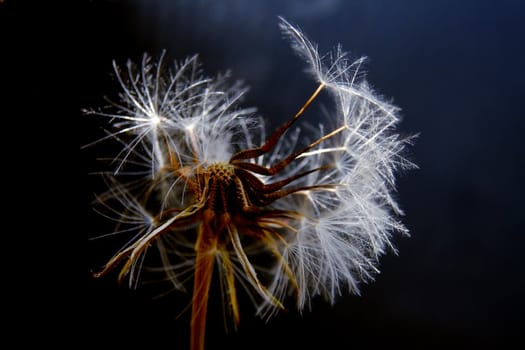 Flower of a dandelion on a black background