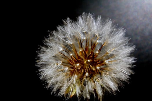 Flower of a dandelion on a black background