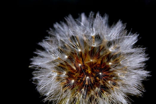 Flower of a dandelion on a black background