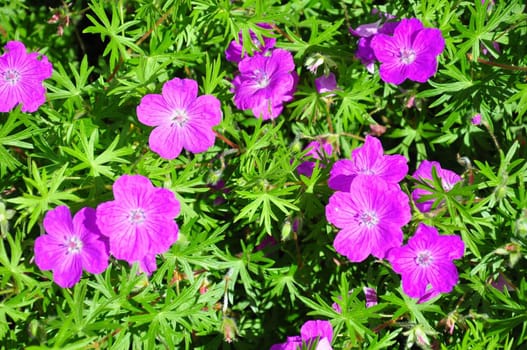 Crane's bill (Geranium)