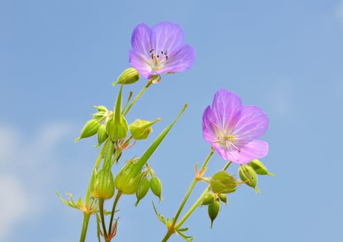 Cranesbill (Geranium)