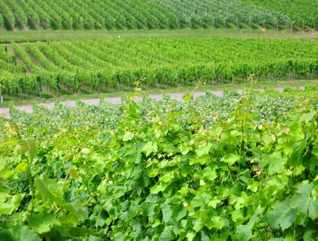 Vineyard