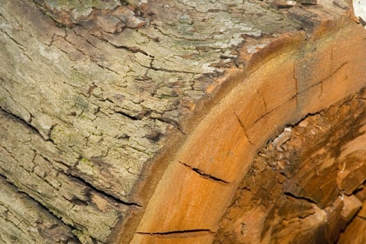 Section of an old tree. Natural background.