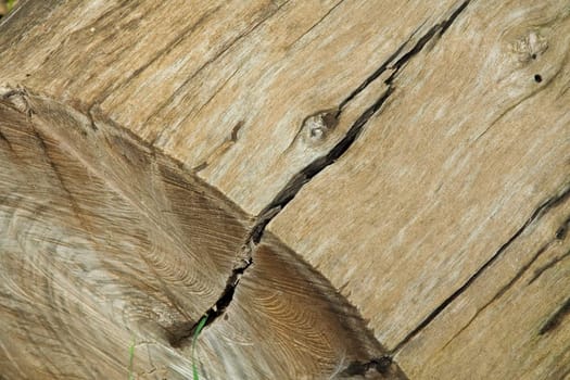 Section of an old tree. Natural background.