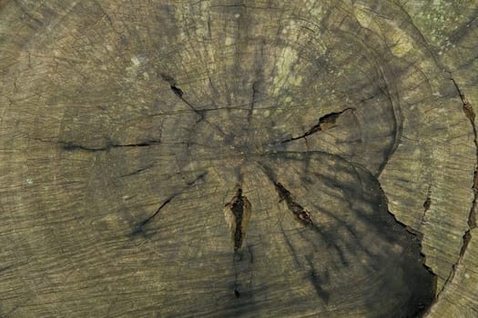 Section of an old tree. Natural background.