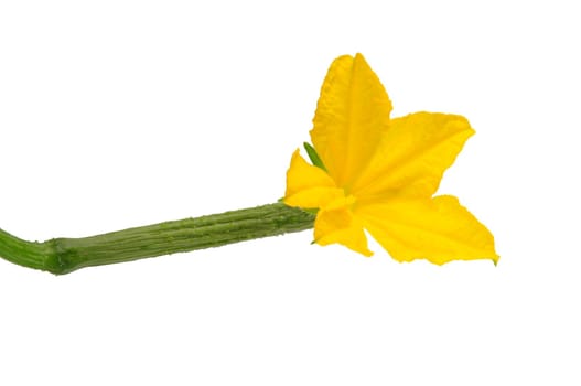 Young cucumber with bloom