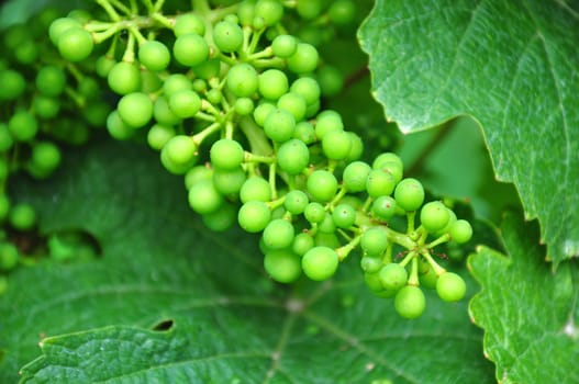 Young wine grapes