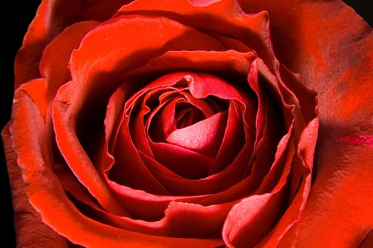 Red rose photographed closeup for use as a background at design