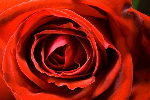 Red rose photographed closeup for use as a background at design