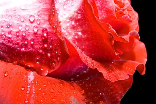 Red rose photographed closeup for use as a background at design