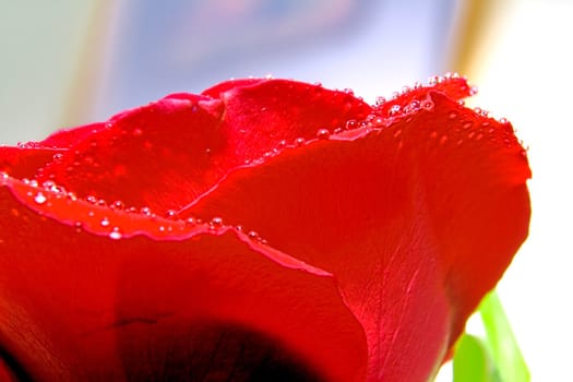 Red rose photographed closeup for use as a background at design