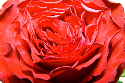 Red rose photographed closeup for use as a background at design