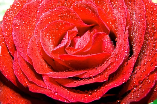 Red rose photographed closeup for use as a background at design