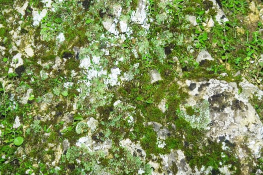 Rock moss-grown and plants. Natural background.