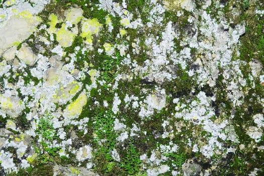 Rock moss-grown and plants. Natural background.