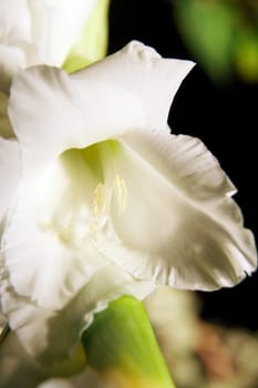 The flower of a white gladiolus photographed closeup