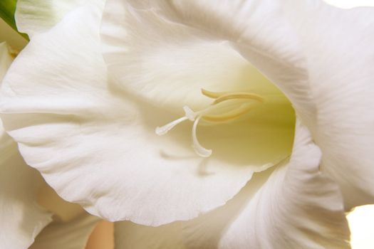 The flower of a white gladiolus photographed closeup