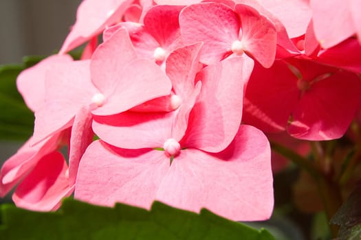 The flowers of a pink hydrangea (Hortensia ) photographed close up