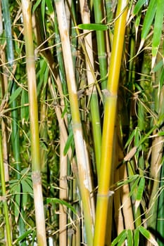 The green, juicy thrickets of a young Japanese bamboo shined by the sun. 