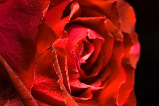 Red rose photographed closeup for use as a background at design